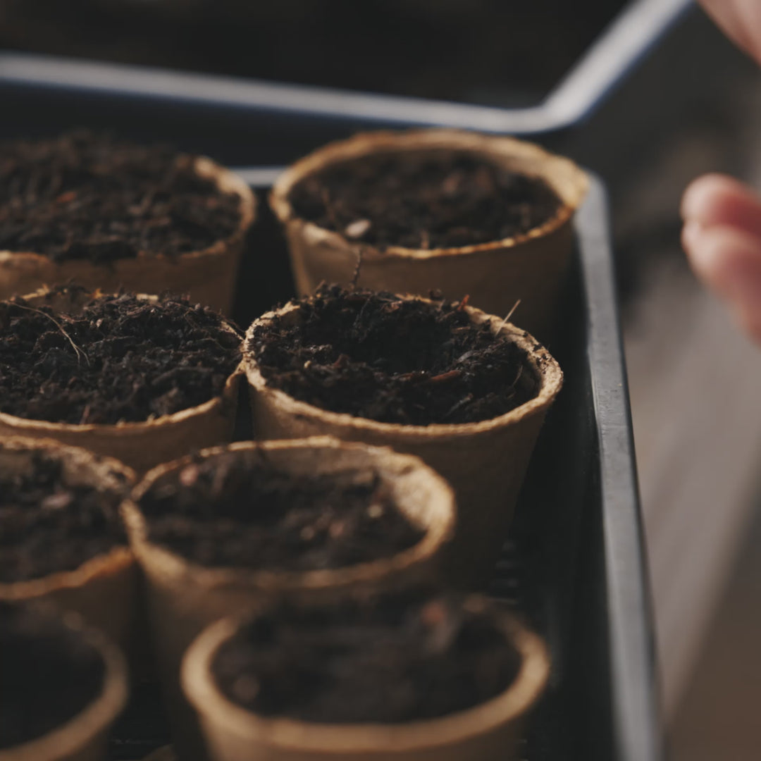 Jiffy Bio Seedling Pots 6cm x 12
