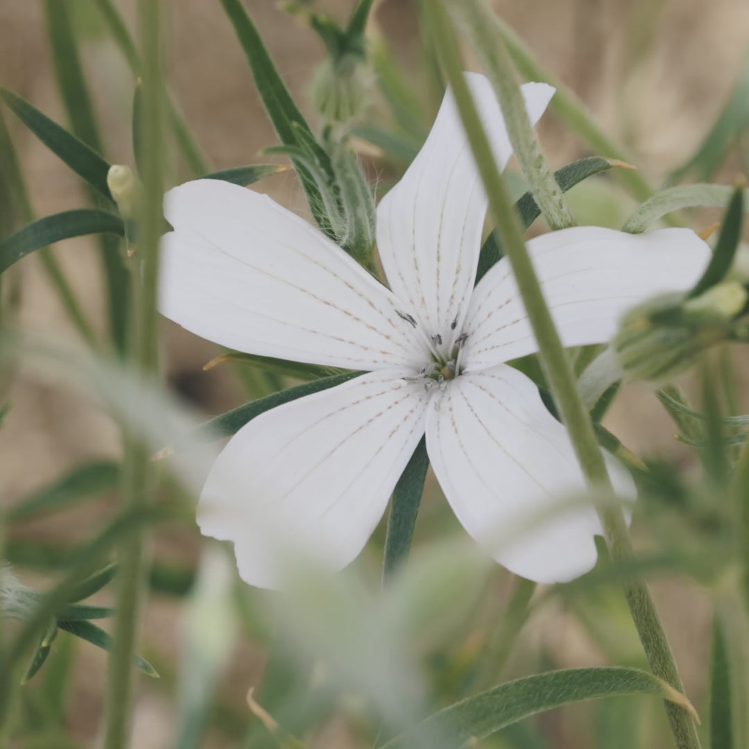 Corn Cockle Ocean Pearl White Flower | X 100 Seeds