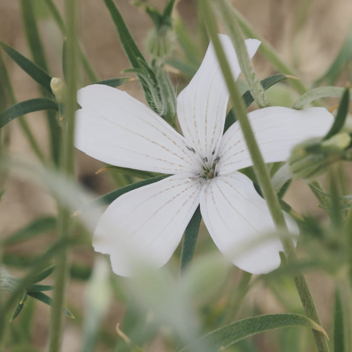 Corn Cockle Ocean Pearl White Flower | X 100 Seeds