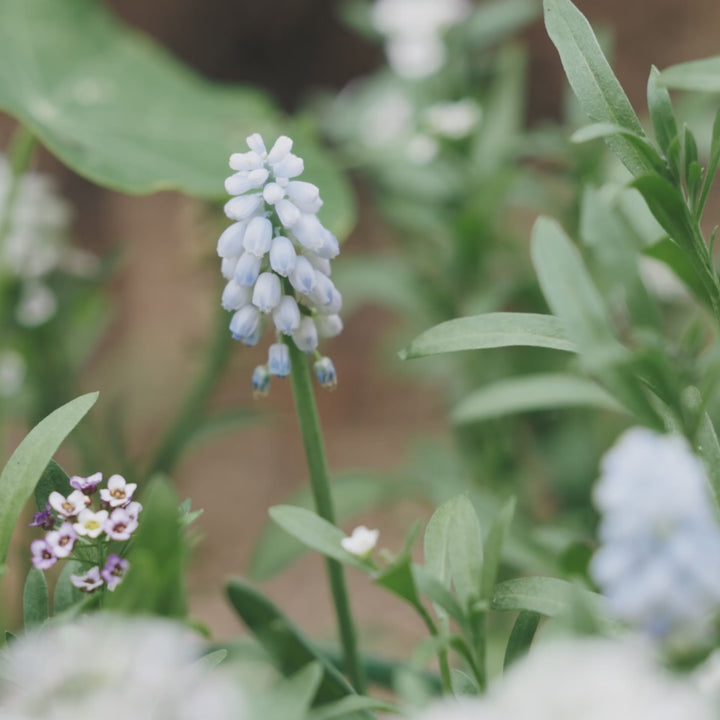 Grape Hyacinth Muscari Baby's Breath (Pack of 5 Bulbs) (NOT TO WA)