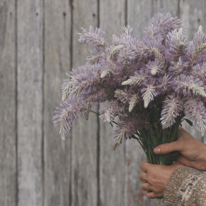 Mulla Mulla Pink 'Showy Foxtail' Ptilotus exaltatus Australian Native | X 30 Seeds