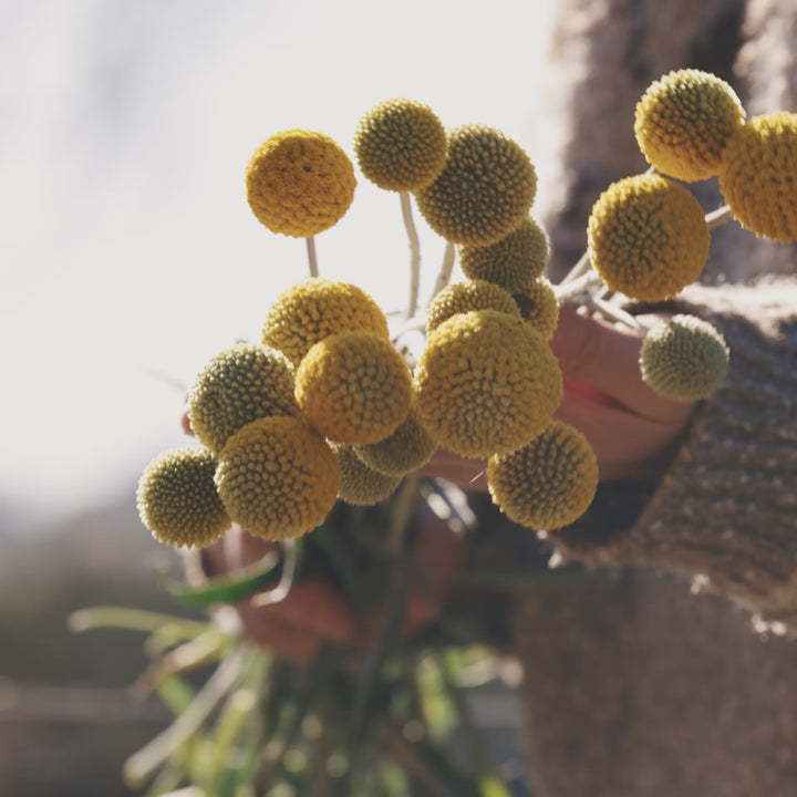 Billy Button Australian Native Flower | X 50 Seeds