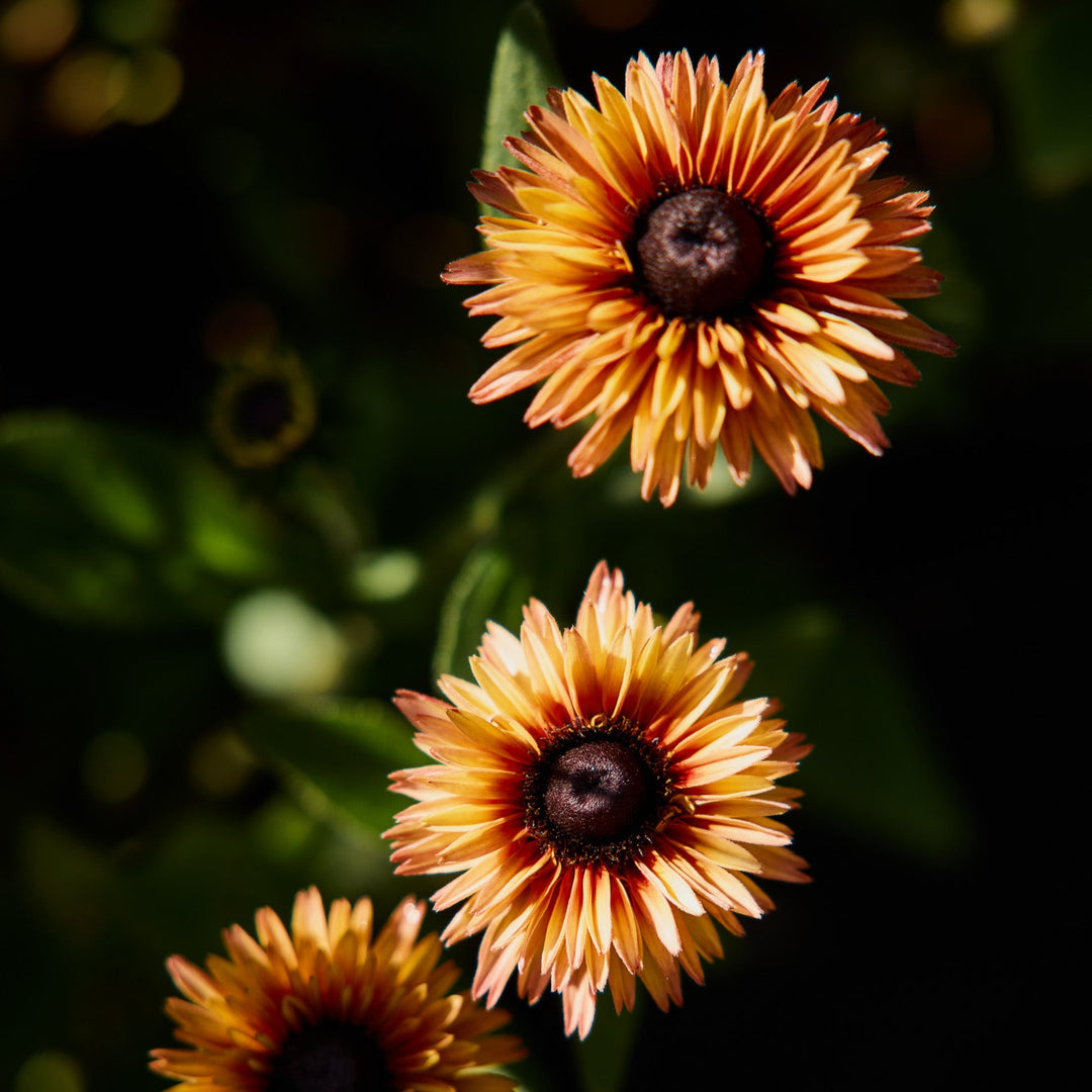 Rudbeckia Sahara Flower | X 30 Seeds