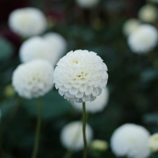 Dahlia Little Angel Pompon Tuber (NOT TO WA)