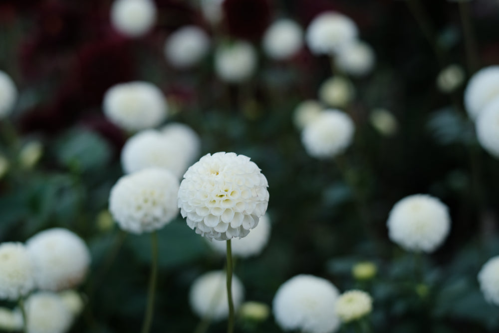 Dahlia Little Angel Pompon Tuber (NOT TO WA)