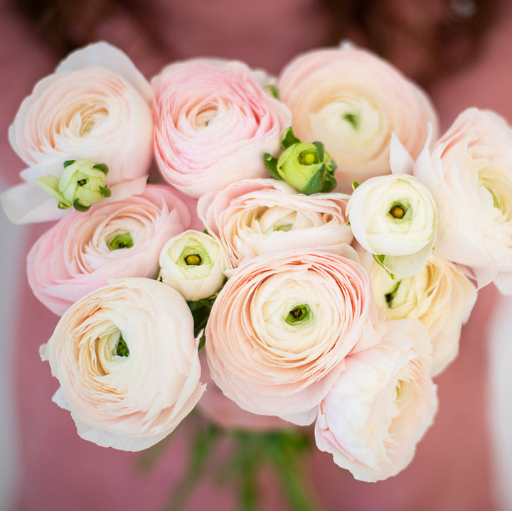 Ranunculus Highline Chamallow Flower | X 20 Seeds