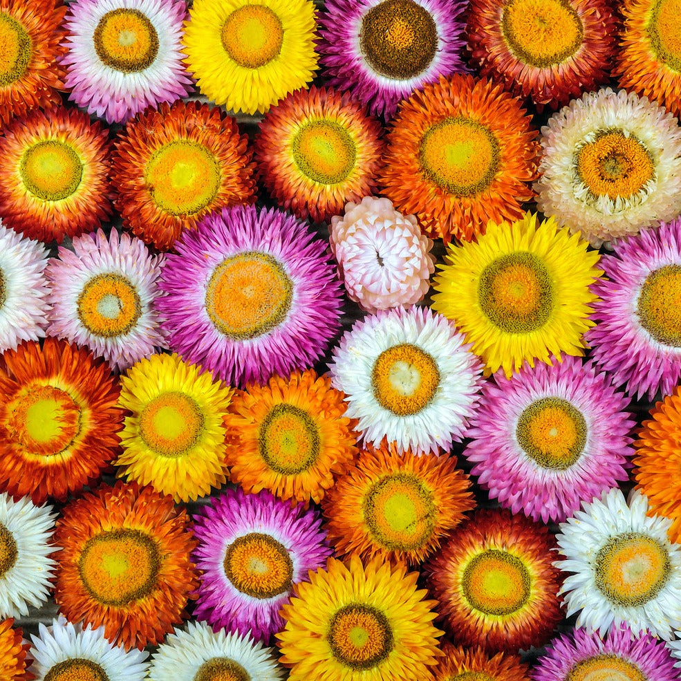 Everlasting Strawflower Tom Thumb Mix x 100 Seeds Veggie & Flower