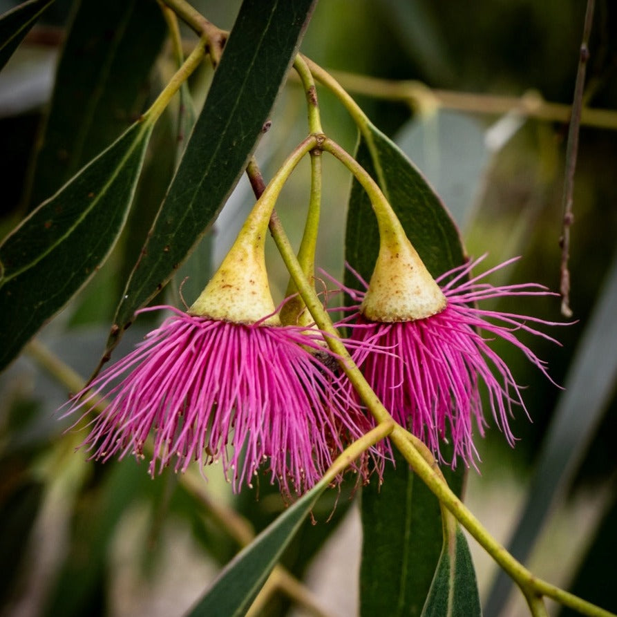 Eucalyptus petiolaris Pink Flowered Blue Gum Australian Native | X 20 Seeds SEED IN CHAFF (NOT TO WA)