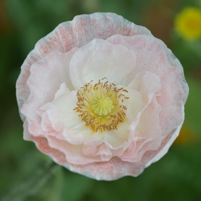 Poppy Angel's Choir Flower | X 300 Seeds