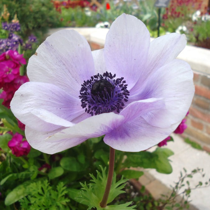 Anemone De Caen Blue Bicolour Corm (Pack of Approx 20) (NOT TO WA ...