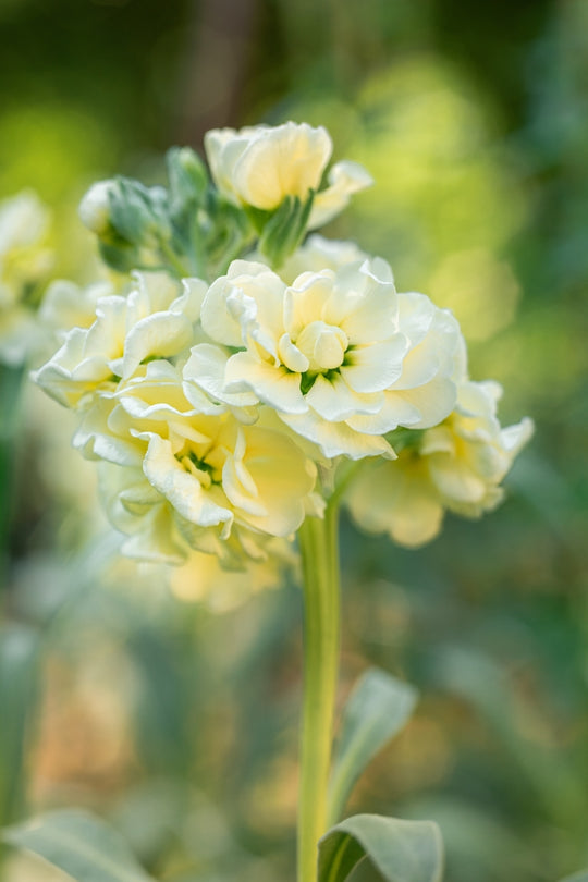 Stock Giant Column Buttercream Yellow Flower X 50 Seeds Veggie