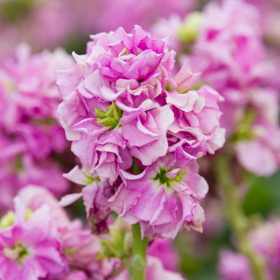 Stock Giant Column Rose Flower | X 50 Seeds – Veggie & Flower Garden Seeds