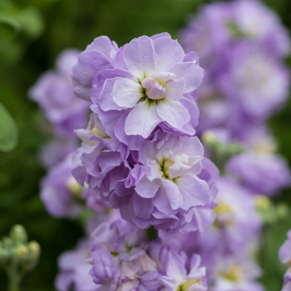 Stock Giant Column Lilac Lavender Flower X 50 Seeds Veggie