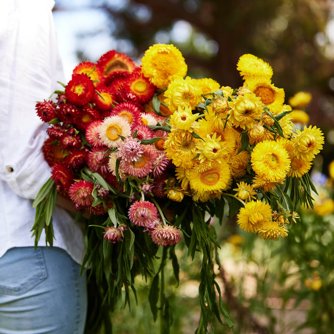 Australian Native Flower Mix - Approx 500 Seeds