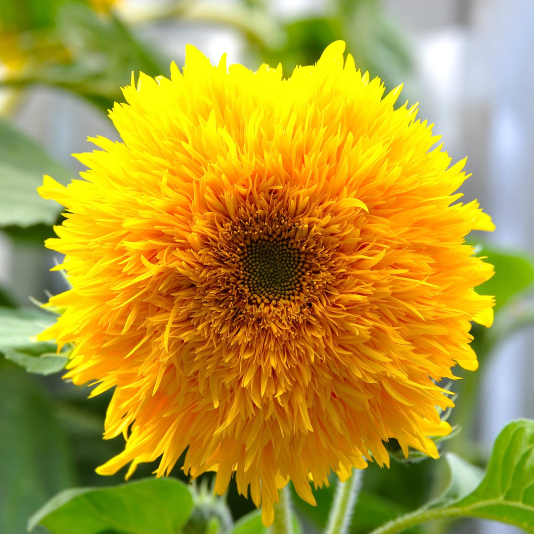 Sunflower Teddy Bear Flower | X 20 Seeds