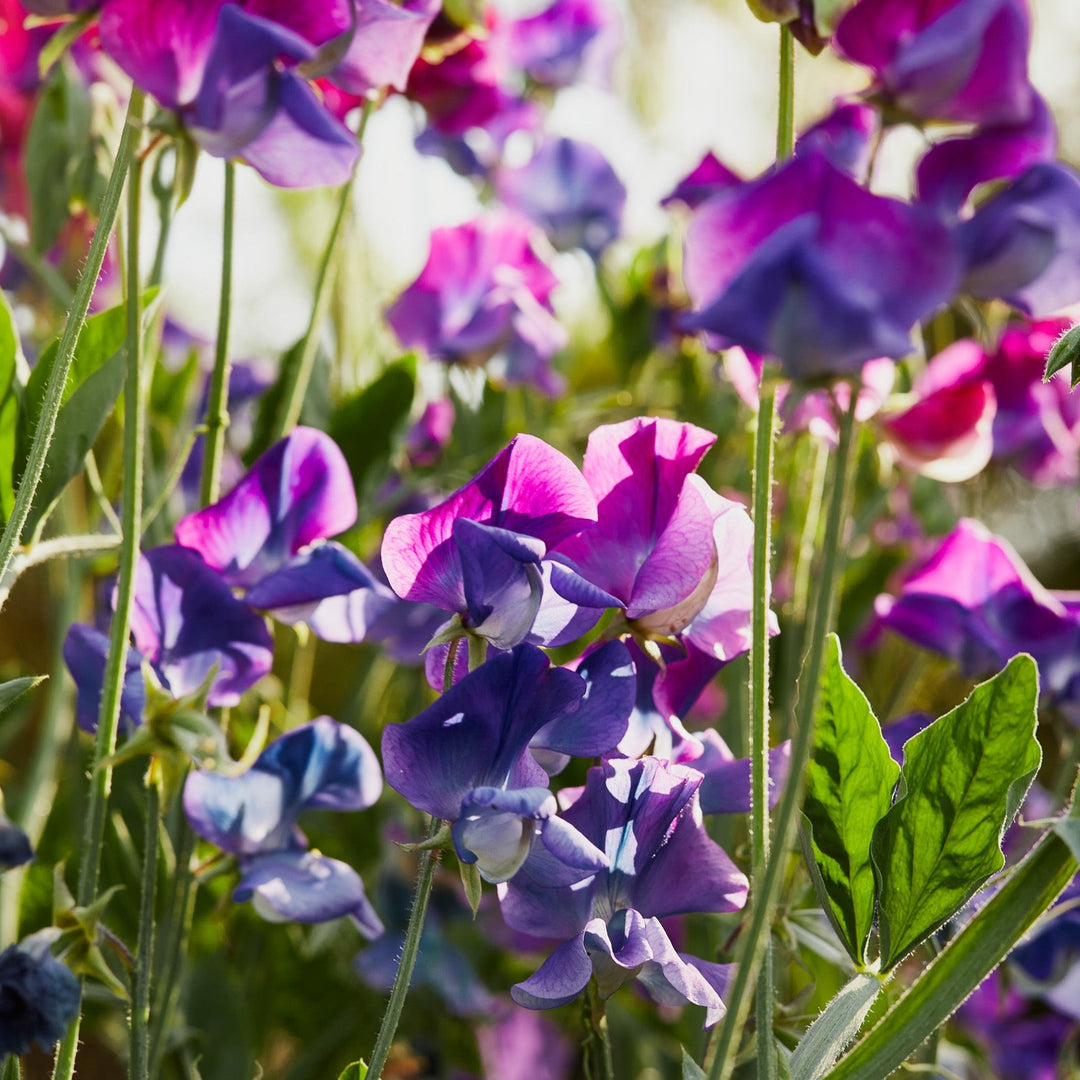 Sweet Pea Blue Shift Flower | X 10 Seeds