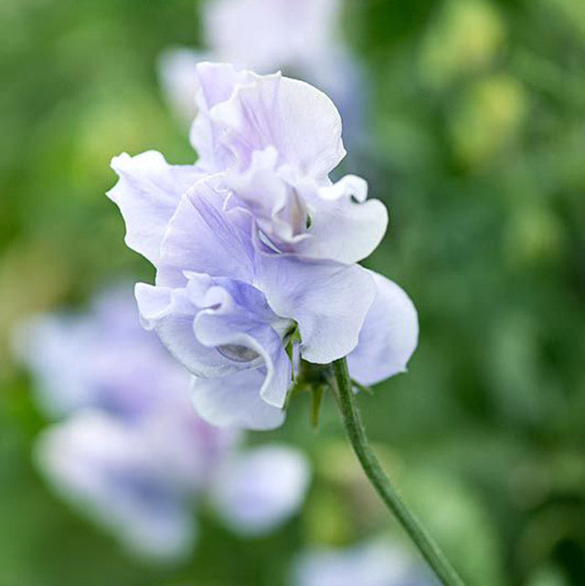 Sweet Pea Spring Sunshine Light Blue Flower | X 10 Seeds