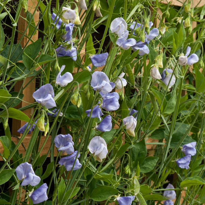 Sweet Pea Elegance Mid Blue Flower | X 15 Seeds