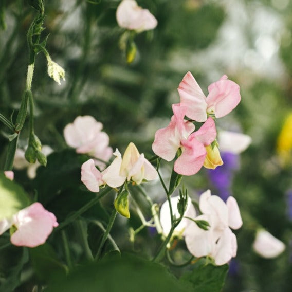 Sweet Pea Elegance Pink Diana Flower | X 15 Seeds