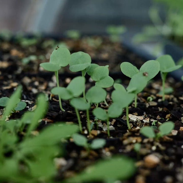 Viola Dynamic Marina Flower | X 30 Seeds