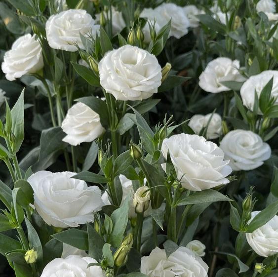 Lisianthus Arena 1 White Flower | X 20 Seeds (NOT TO WA)