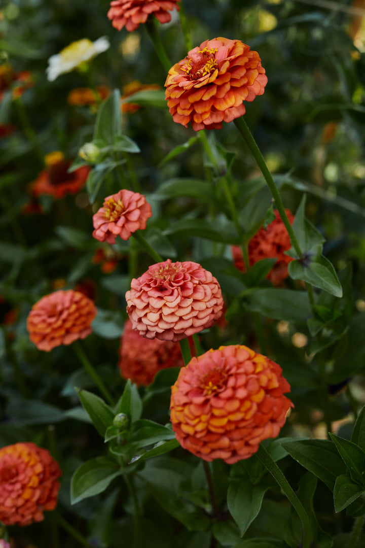 Zinnia Oklahoma Salmon Flower | X 50 Seeds