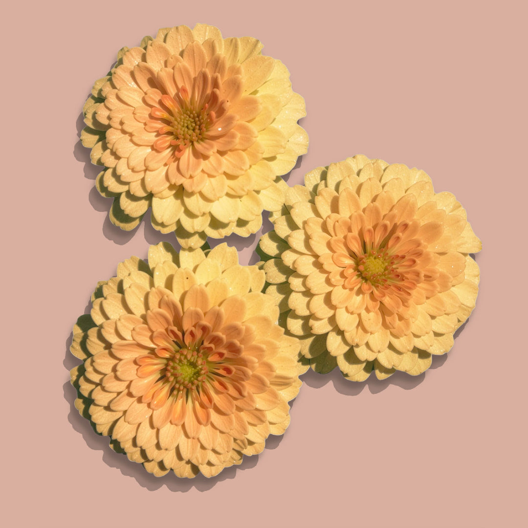 Zinnia Rosetta Lemon To Salmon Flower | X 30 Seeds