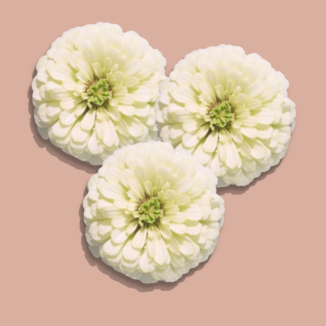 Zinnia Rosetta White To Cream Flower | X 30 Seeds