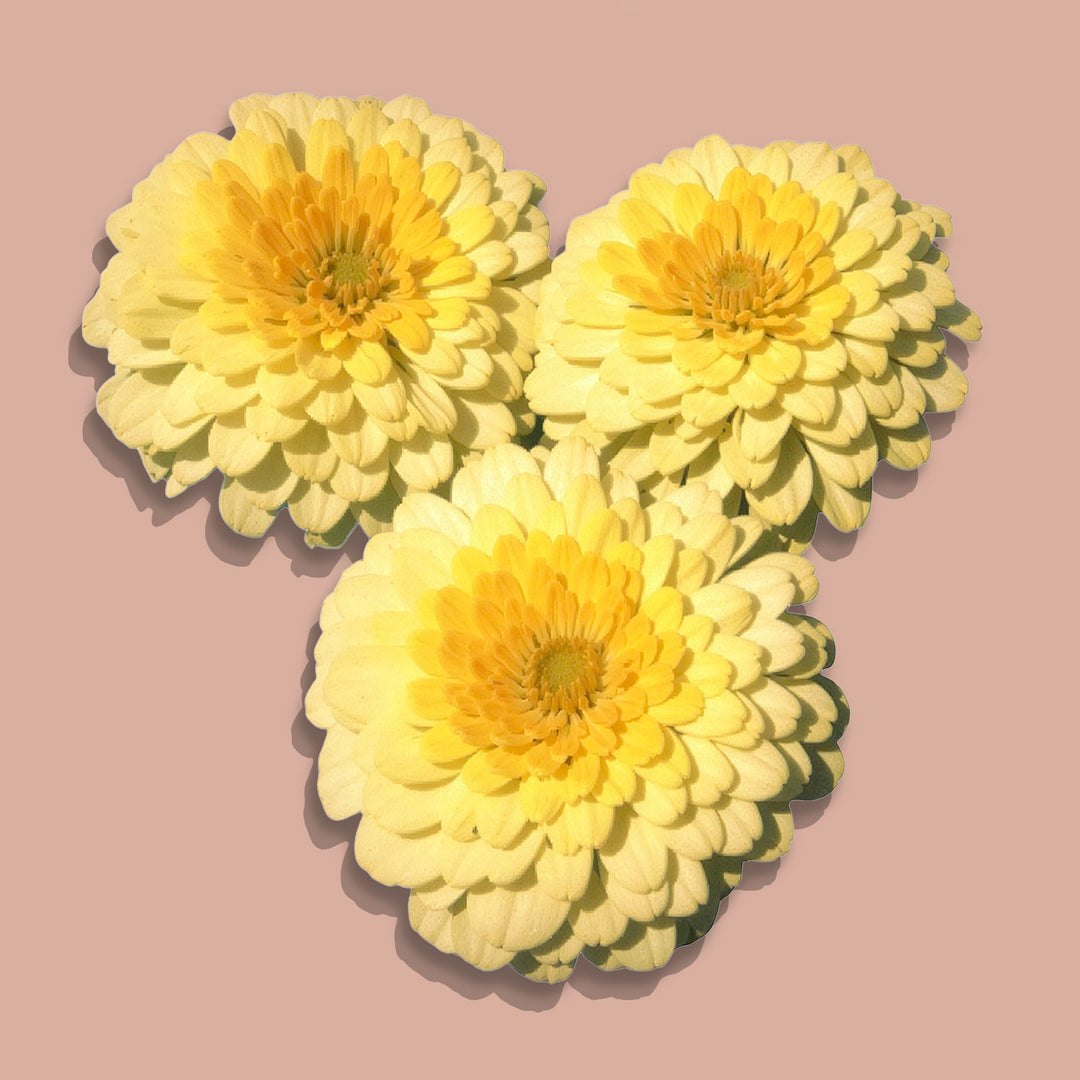 Zinnia Rosetta Lemon To Yellow Flower | X 30 Seeds