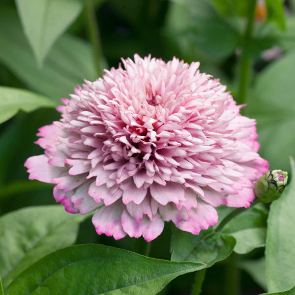 Zinnia Elegans Zinderella Lilac Flower | X 30 Seeds