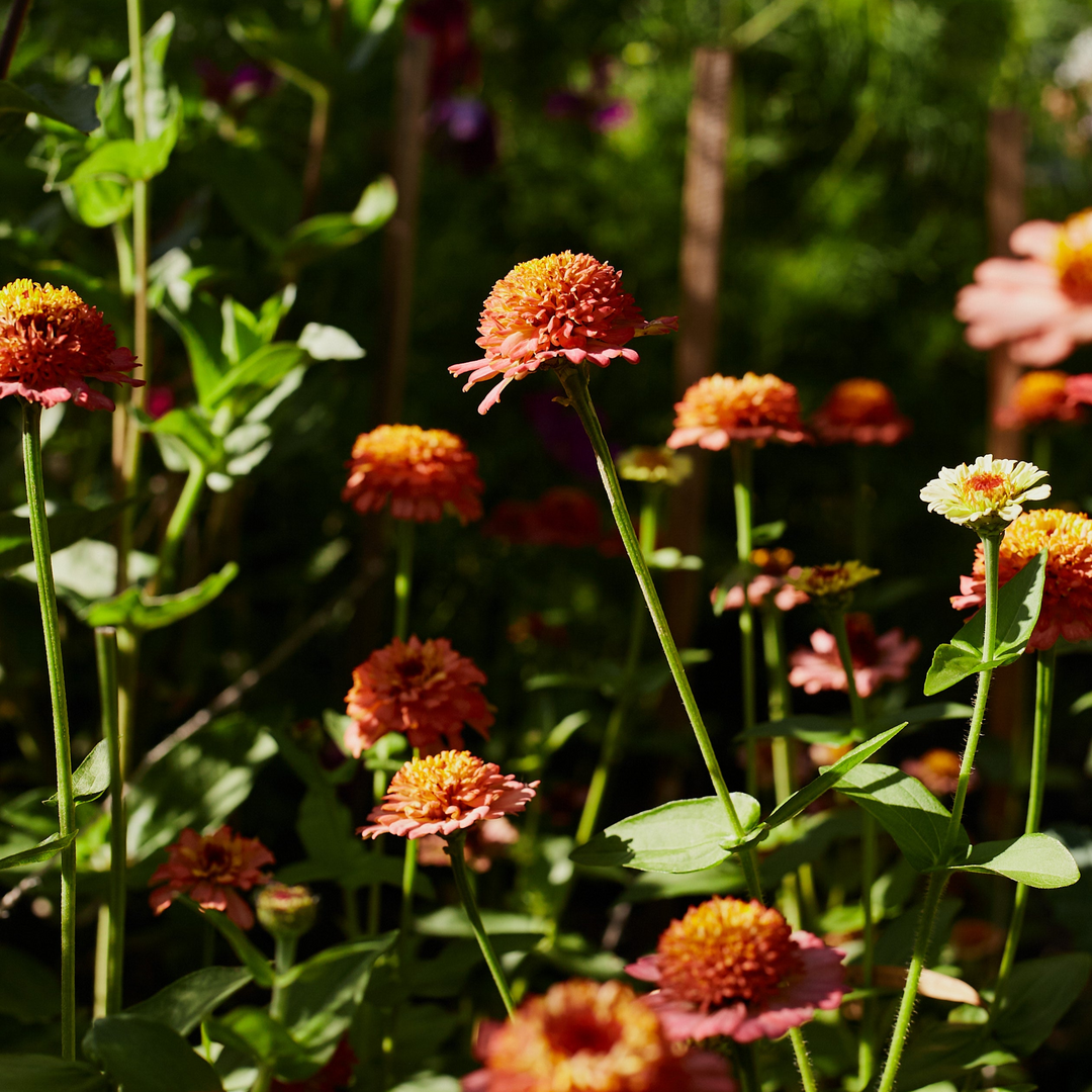 Zinnia Elegans Cresto Peachy Pink Flower | X 30 Seeds