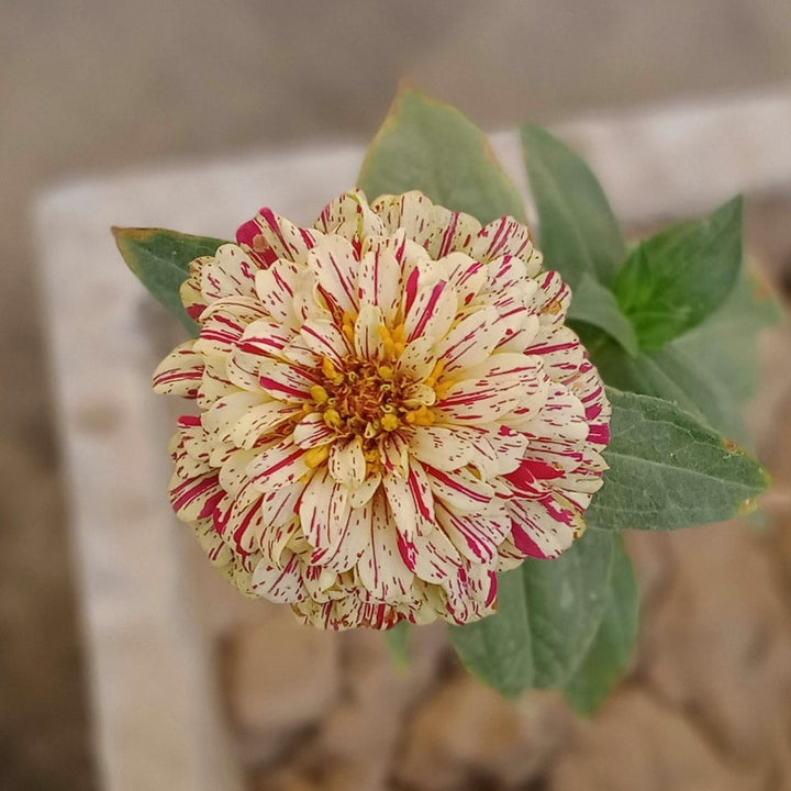 Zinnia Peppermint Stick Flower | X 50 Seeds
