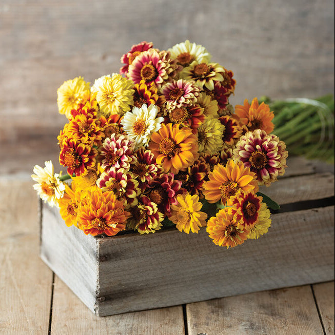 Zinnia Persian Carpet Mix Flower | X 70 Seeds
