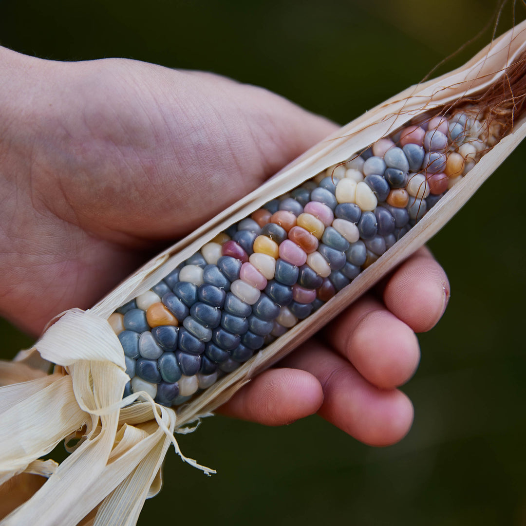 Corn Glass Gem Rainbow Organic Vegetable | X 20 Seeds (Not to NT or WA)
