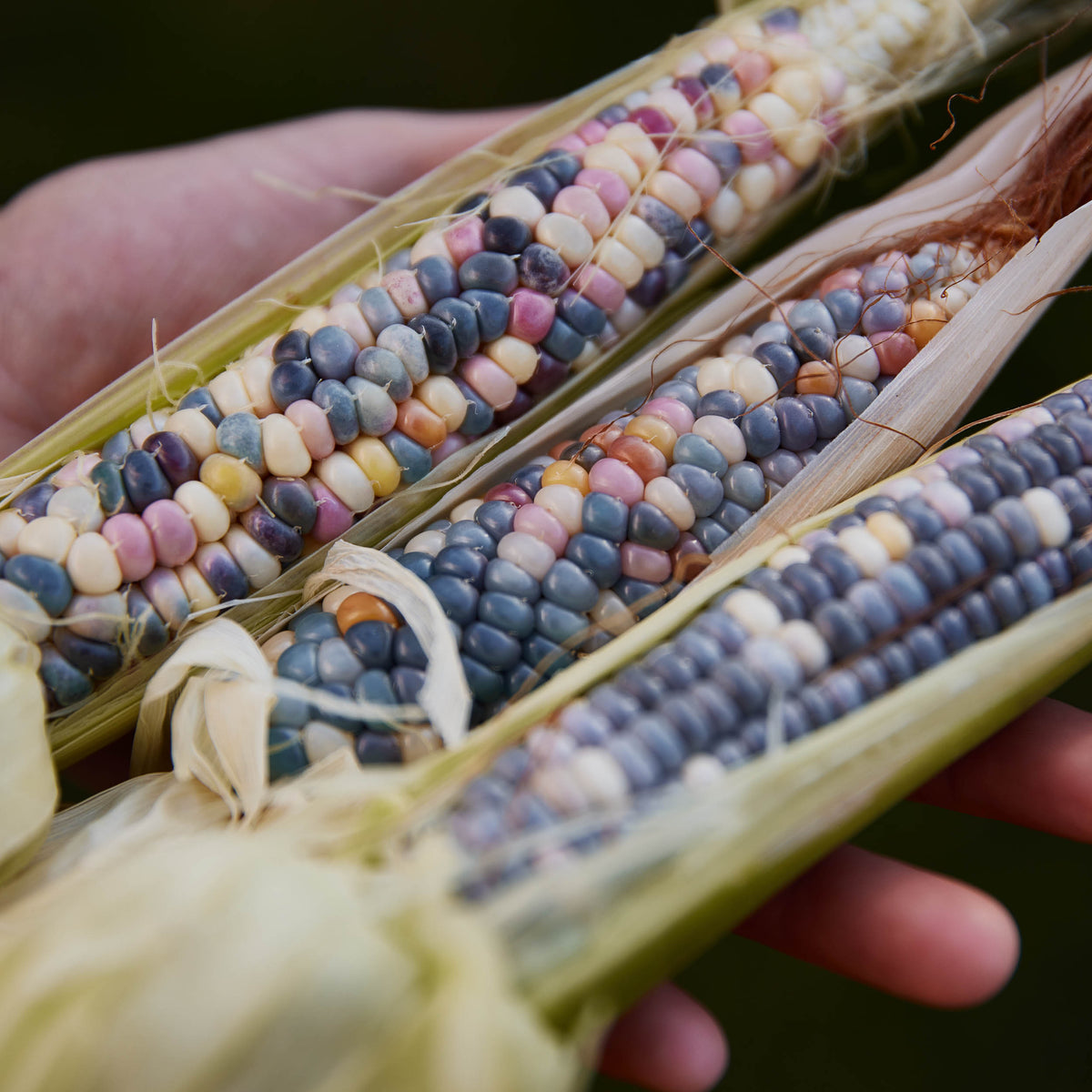 Glass Gem Rainbow Corn Organic | X 20 Seeds – Veggie & Flower Garden Seeds