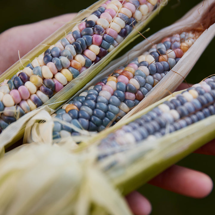 Corn Glass Gem Rainbow Organic Vegetable | X 20 Seeds (Not to NT or WA)