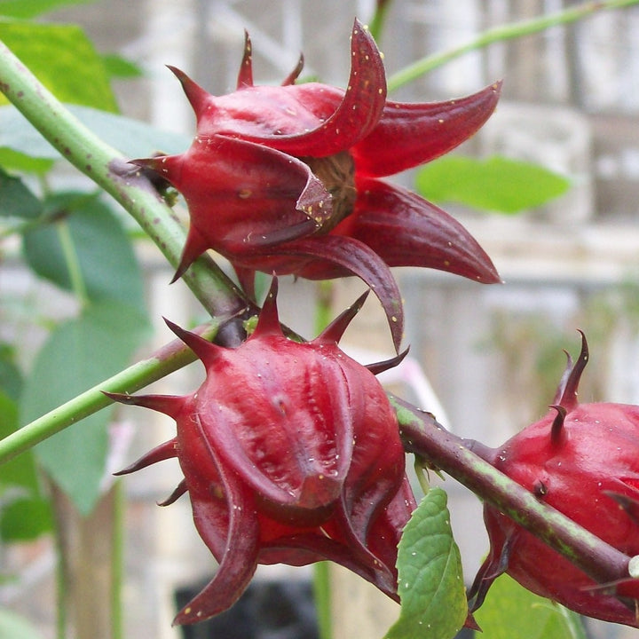 Rosella Early Hibiscus Sabdariffa Vegetable X 40 Seeds Veggie And Flower Garden Seeds 7088