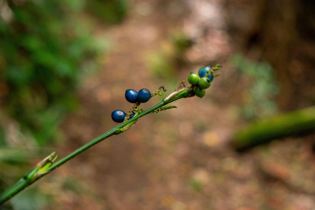 Blueberry Ash Australian Native