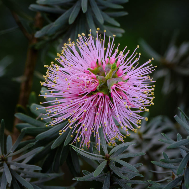 Kunzea baxteri Pink Flowers Australian Native | X 200 Seeds (NOT TO WA)