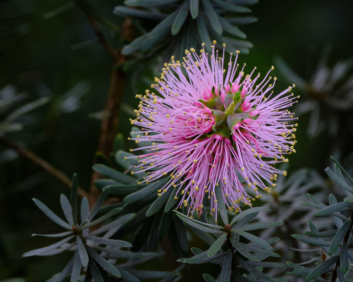 Kunzea baxteri Pink Flowers Australian Native | X 200 Seeds (NOT TO WA)