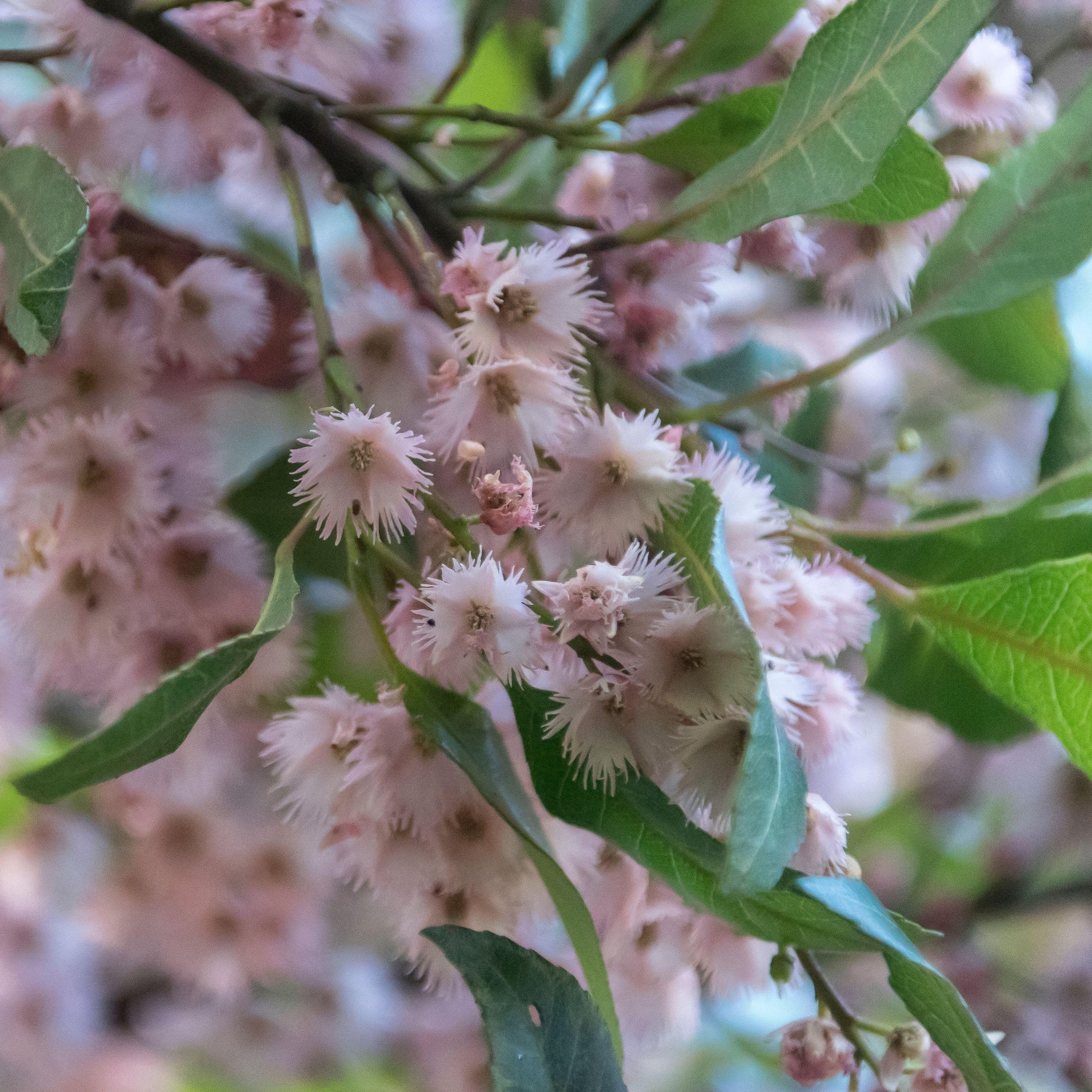 Blueberry Ash Elaeocarpus reticulatus Australian Native X 10 Seeds