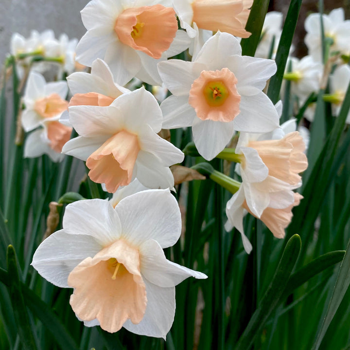 Daffodil Peaches and Cream Flower Bulbs (Pack of 3)