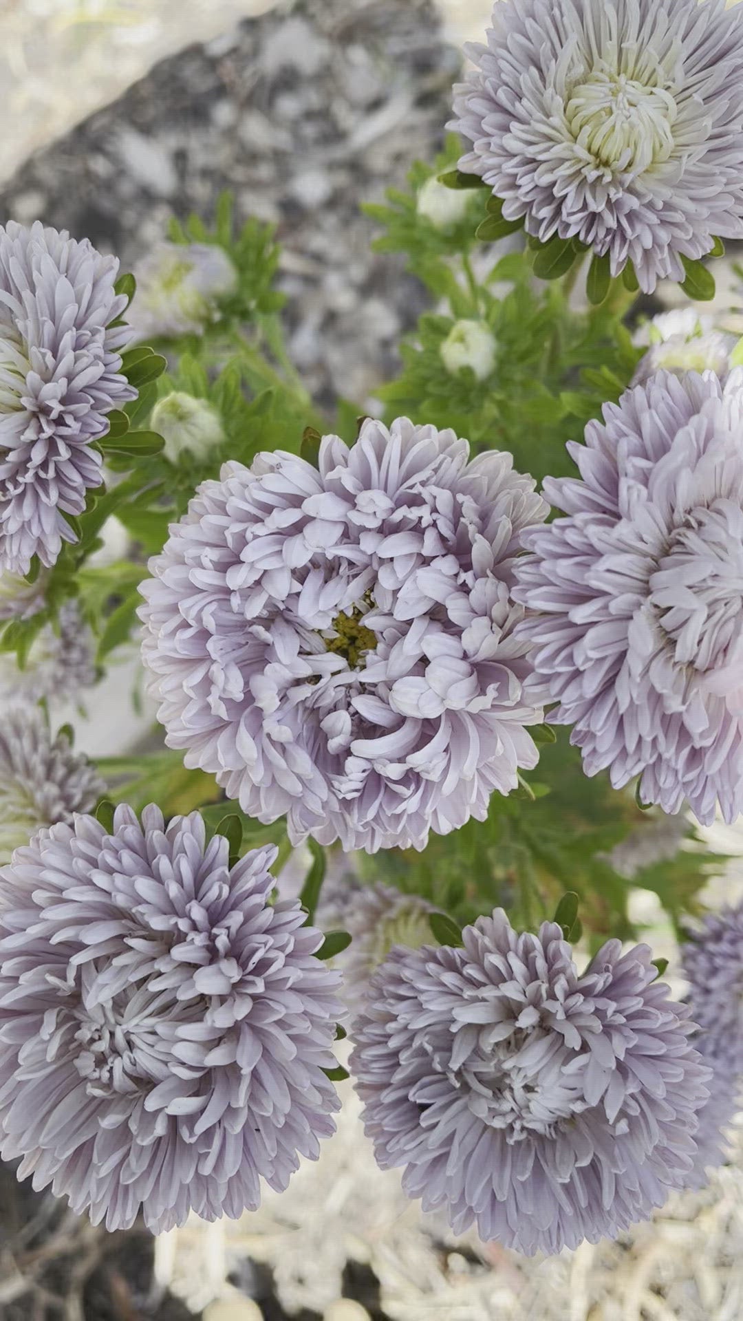 Aster Lady Coral Lavender China Flower