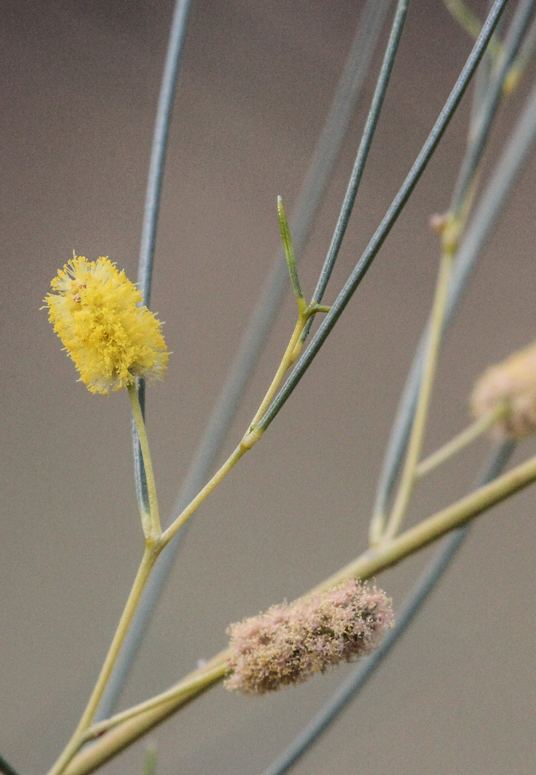 Slender Mulga Acacia Tenuissima Australian Native | X 30 Seeds