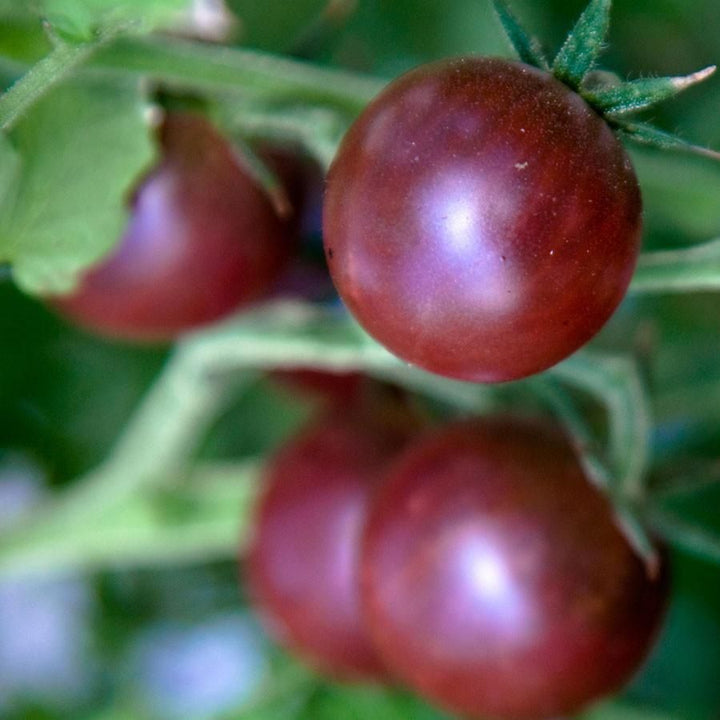 Tomato Black Cherry Seeds