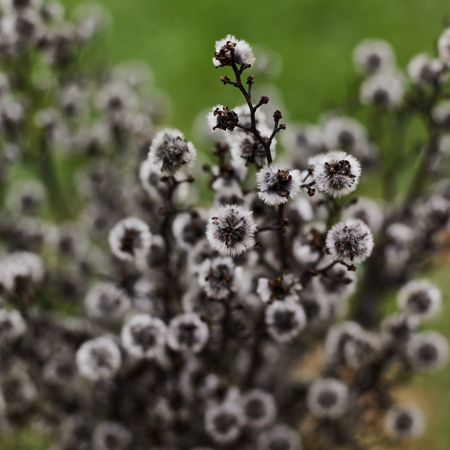 Blueboy Stirlingia latifolia Australian Native | x 50 seeds – Veggie