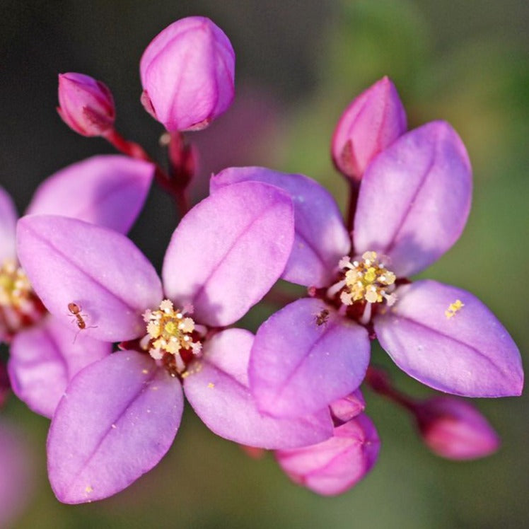 Boronia ovata Pink Flowers Australian Native