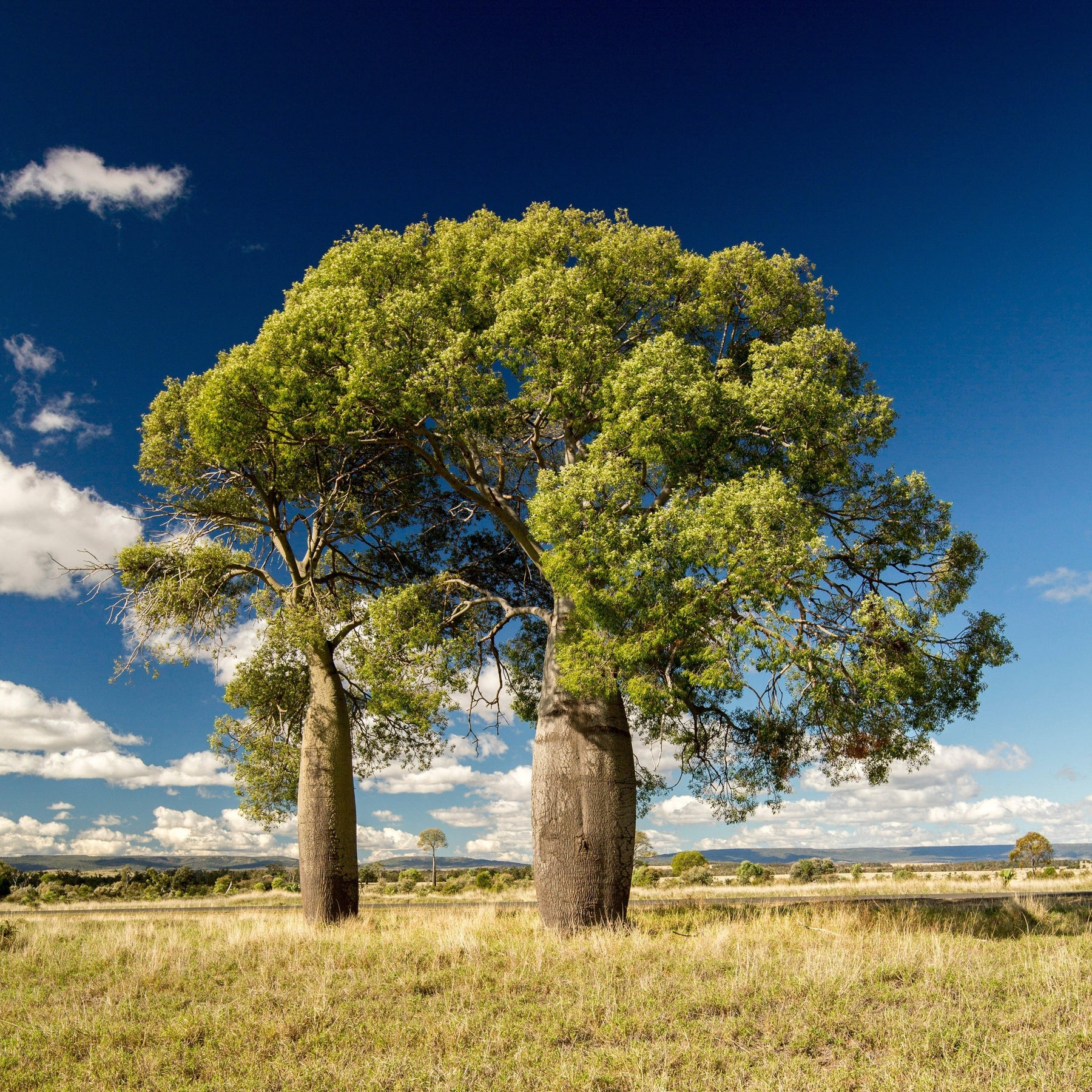Bottle Tree Brachychiton rupestris Australian Native X 10 Seeds Veggie & Flower Garden Seeds