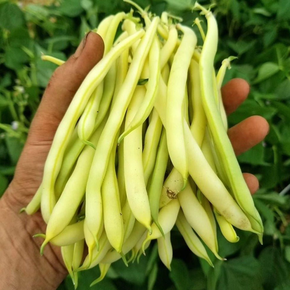Bean Cherokee Wax Vegetable Seeds