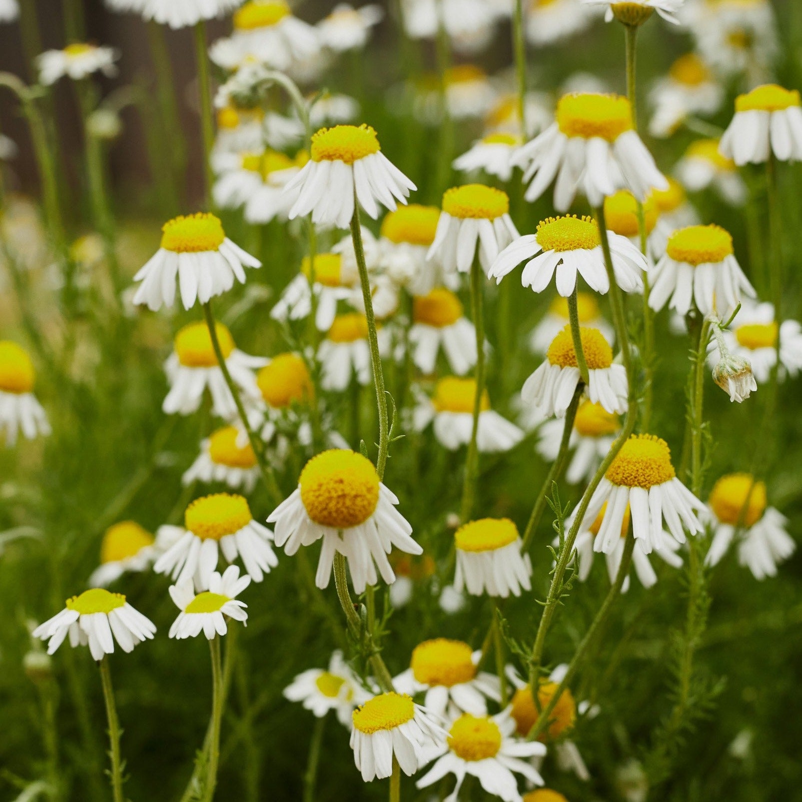 Chamomile Flower Seeds Veggie Flower Garden Seeds Chamomile Flower Seeds Veggie Flower Garden Seeds
